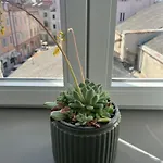 Nona Marija Centar 公寓 普拉